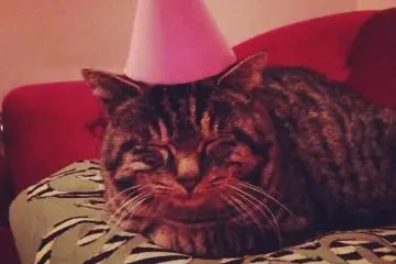 <p>Party Neko/Mascot Naa chan</p>