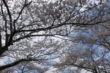 Cherry Blossoms in the air