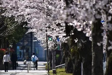 <p>Sakura mekar penuh sepanjang jalan Sakura</p>