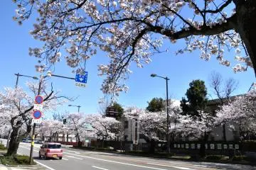 <p>Pemandangan dari jalan sakura dilihat dari pedesterian</p>