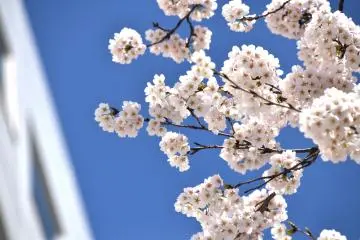 <p>Bunga pink&nbsp;mekar yang bergembira di bawah langit biru</p>