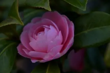 Pink camellia in the shadow