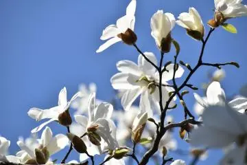 White magnolia celebrating spring under the blue sky