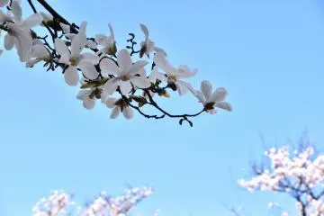 White magnolia with fully blooming cherry blossoms in the background