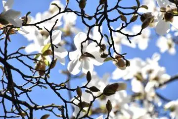 <p>Translucent white magnolia under the sunshine looking like a flowery pattern</p>