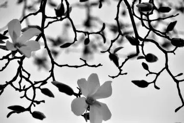 <p>Magnolia in black and white</p>