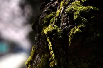 <p>Green moss highlighted by bright sunshine</p>