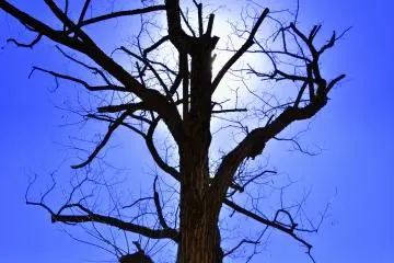 Bare wild tree with a white sun behind