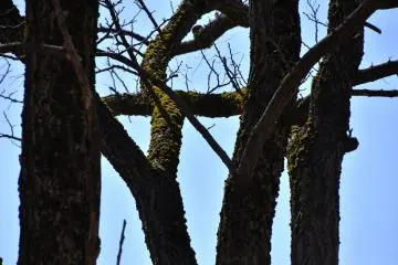 Deep green moss over the dark trees