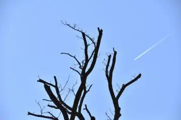 <p>Dark trees and a shooting airplane making a clear contrast with blue sky</p>