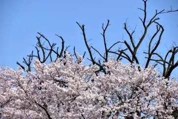 <p>Collaboration of cherry blossoms and bare tree branches under the blue sky</p>
