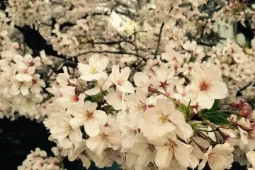 ภาพสวยๆ เช่นนี้สามารถชมได้เพียงแค่หนึ่งอาทิตย์เท่านั้น