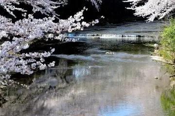 ท้องฟ้าสีฟ้าใสและดอกซากุระสีชมพูอ่อนสะท้อนเงาในน้ำ