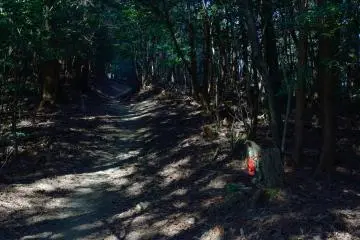<p>A narrow path goes through this forest</p>
