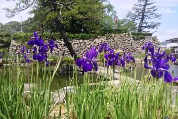 <p>Like a watercolor painting, these beautiful lilies are the focus of the garden</p>