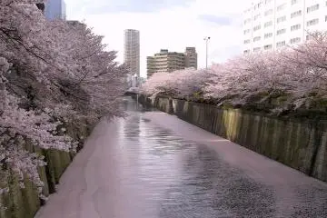 Flores de Cerejeira no Rio Meguro