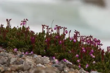 These wonderful pink flowers were just everywhere (mid June)