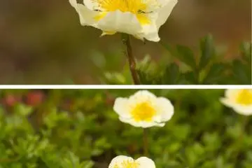 More flowers…