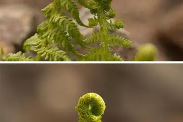 … and amazing looking fern