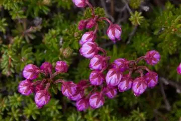 Close-up of the pink flowers