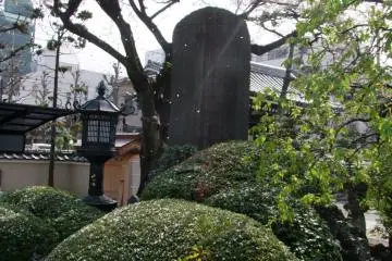 <p>Blossoms fluttering down in the wind</p>