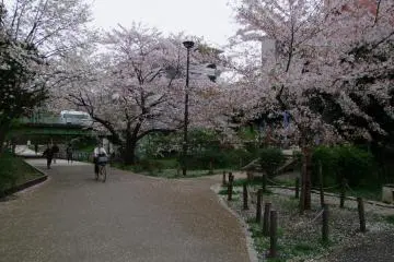 <p>Tree-lined pathways</p>