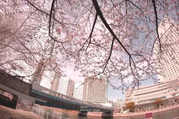 <p>The allure of cherry blossoms against the modern infrastructures truly captures Japan's springtime essence.</p>