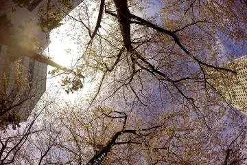 <p>Just waiting for the sakura to fall on my face hahaha</p>