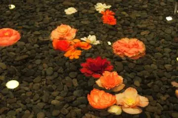 <p>ดอกบีโกเนีย ลอยน้ำ</p>