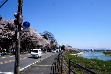 <p>도게츠교까지 가는 길에도 벚꽃이 만발했어요.</p>