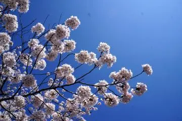 <p>아름다운 벚꽃</p>