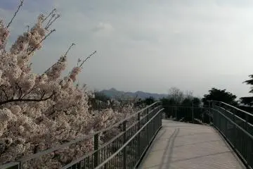 เส้นทางลอยฟ้าที่สวนบนภูเขานะคะโอะยะมะ เส้นทางยกระดับผ่านต้นซากุระ ทำให้สามารถชมดอกซากุระได้อย่างใกล้ชิด