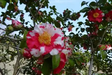 <p>คามีเลียเป็นดอกไม้ที่สวยงดงามไม่แพ้ใคร</p>