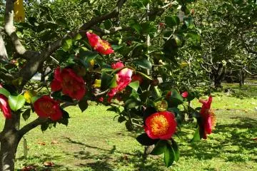 <p>สวนดอกคามีเลีย</p>