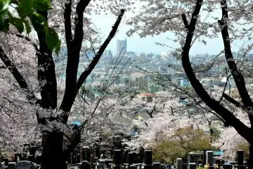 Pemandangan ke Machida dari lereng bukit di atas pemakaman Kuil Toun-ji