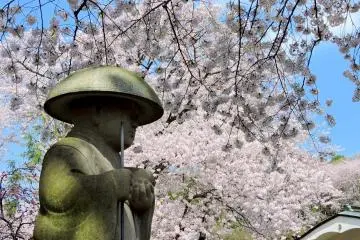 Patung di bawah tirai sakura