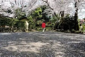 Bahkan tempat parkir berubah menjadi bunga sakura