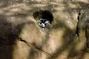 Kelopak jatuh ditaburkan di atas batu di taman