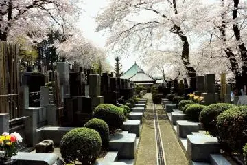 Pemakaman Kuil Toun-ji dikelilingi dengan pohon-pohon sakura
