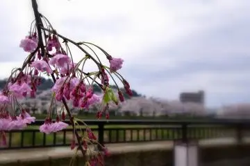 바람에 펄럭이는 분홍색 시다레 벚나무