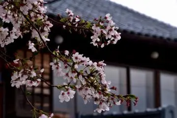 뒷마당에 일본식 가옥이 있는 벗꽃