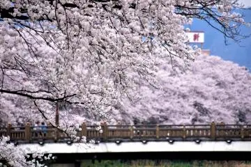 예쁜 벚꽃으로 둘러싸인 사쿠라 다리 보기