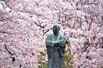 아름다운 벚꽃 한가운데에 서 있는 후쿠이 역사학자 유리 기미마사 동상