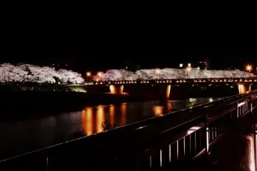 강 옆 통로에서 보이는 사쿠라 다리