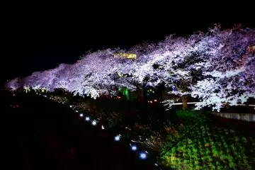 아스와 강둑에 옅은 보라색으로 물든 벚나무