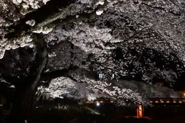 아스와강을 따라 늘어선 벚나무