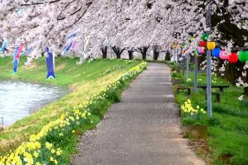Un joli passage le long de la rivière est agrémenté de jonquilles et de cerisiers