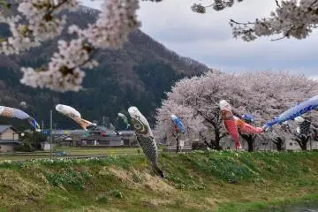 Elles "nagent" dans le vent du printemps dans le cadre idyllique du Fukui rural