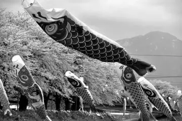 Des banderoles de carpes en noir et blanc