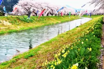ภาพเหมือฝันของดอกไม้สุดสวยริมแม่น้ำ พร้อมริ้วธงปลาคาร์ฟแวกว่ายในสายลม